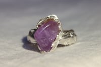 Image 2 of Lavender
