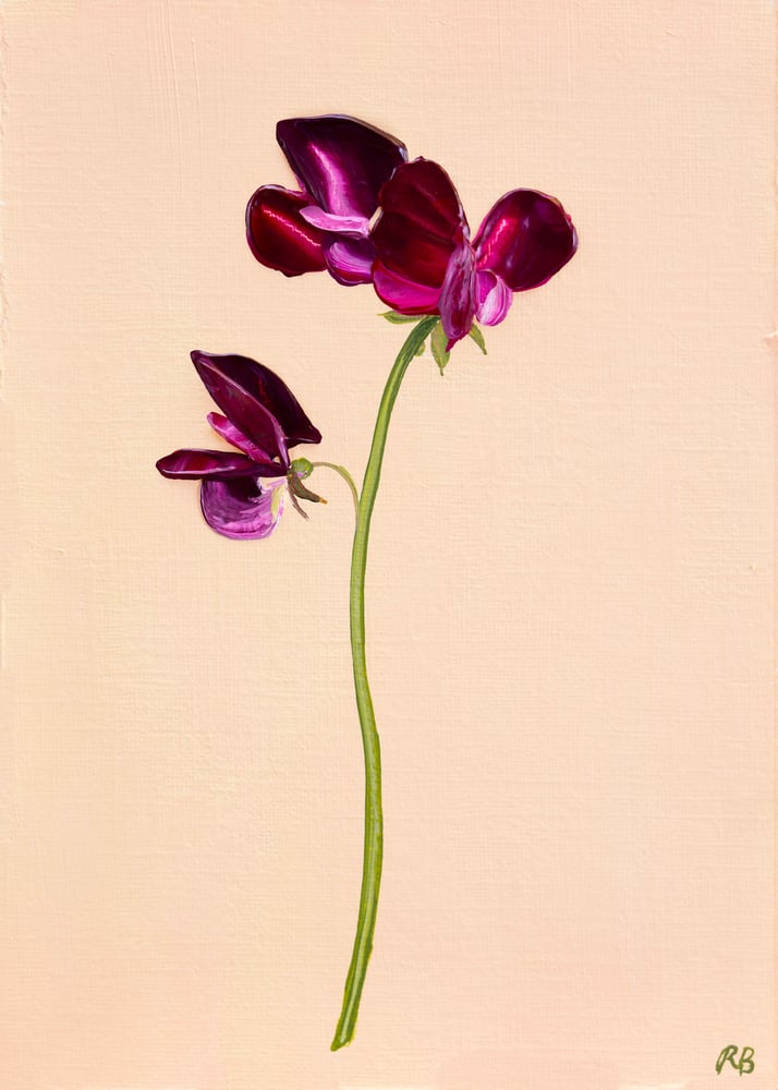 Image of Sweet Pea Beaujolais Giclée Print