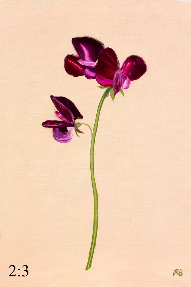 Image of Sweet Pea Beaujolais Giclée Print