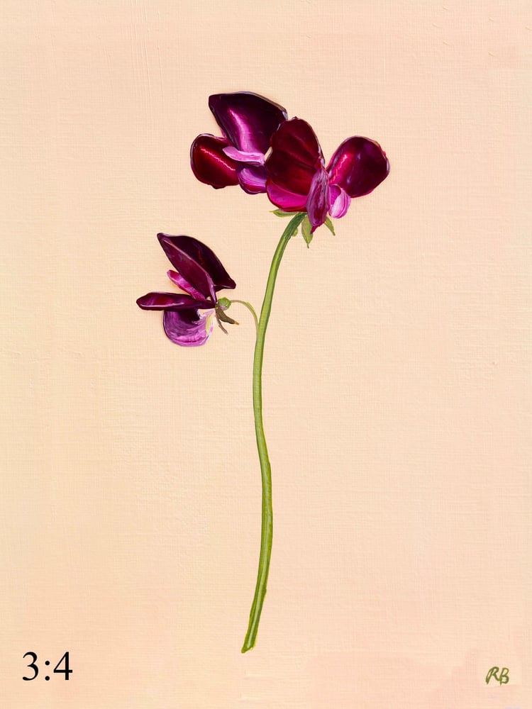 Image of Sweet Pea Beaujolais Giclée Print
