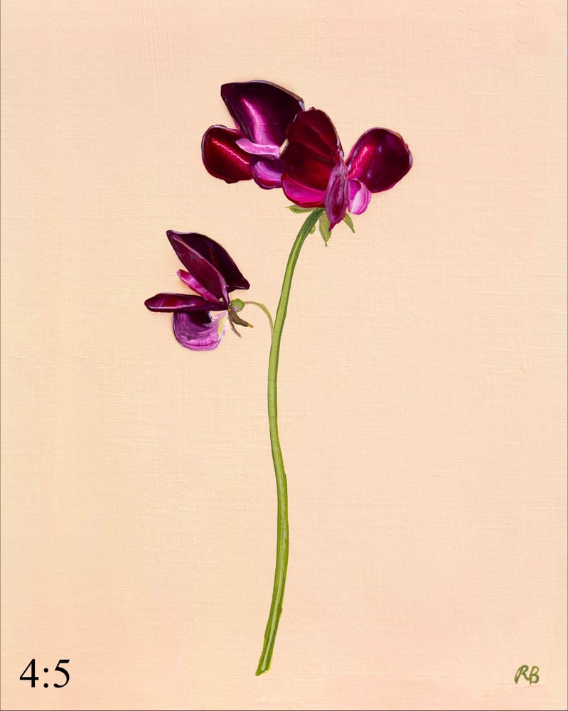 Image of Sweet Pea Beaujolais Giclée Print
