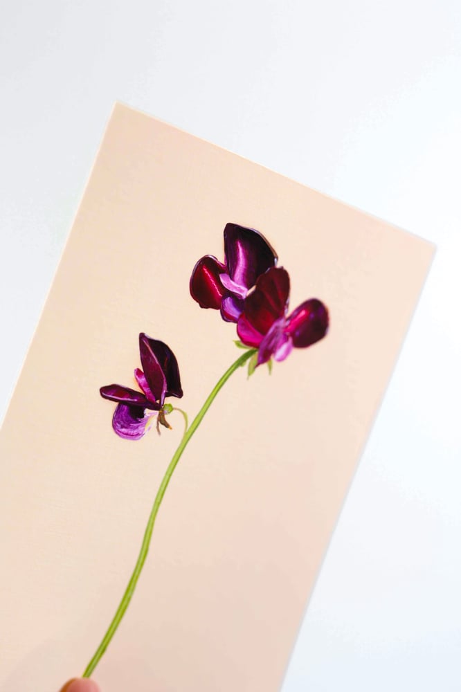 Image of Sweet Pea Beaujolais Giclée Print