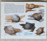 Image 2 of Seashore Life A Puffin Picture Book