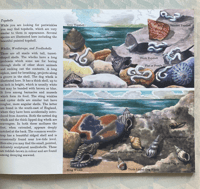 Image 5 of Seashore Life A Puffin Picture Book