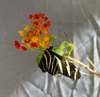 Image 1 of Heliconius charithonia