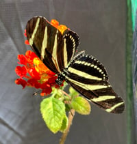 Image 2 of Heliconius charithonia