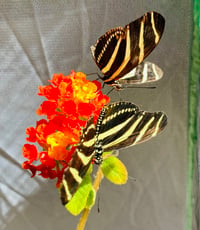 Image 3 of Heliconius charithonia