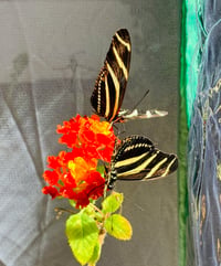 Image 4 of Heliconius charithonia