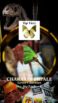 Charaxes Eupale (Green Charaxes)