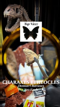 Charaxes Etheocles (Demon Charaxes)