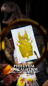 Phyllium Bioculatum (Yellow Leaf Insect)