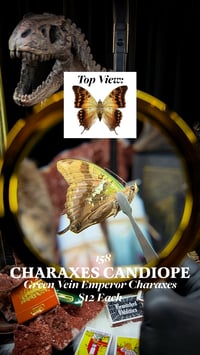 Charaxes Candiope (Green Vein Emperor Charaxes)
