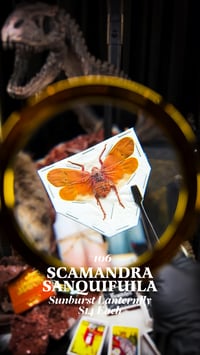 Scamandra Sanquifuila (Sunburst Lanternfly)