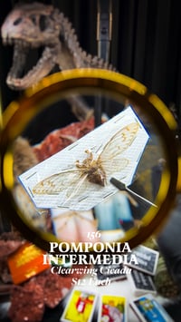 Pomponia Intermedia (Clearwing Cicada)