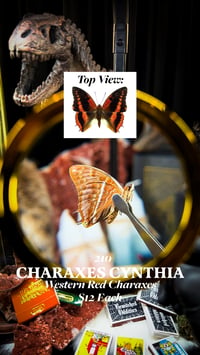 Charaxes Cynthia (Western Red Charaxes)