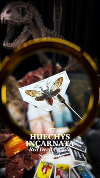 Huechys Incarnata (Red Devil Cicada)