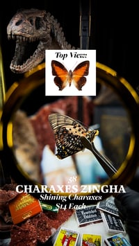 Charaxes Zingha (Shining Charaxes)
