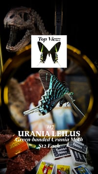 Urania Leilus (Green-banded Urania Moth)