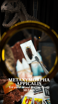 Metaxymorpha Appicalis (Tri-color Wood Boring Beetle)