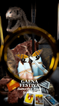 Gaena Festiva (Butterfly Cicada)