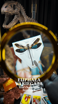 Euphaea Variegata (Teal Damselfly)