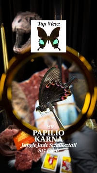 Papilio Karna (Jungle Jade Swallowtail)