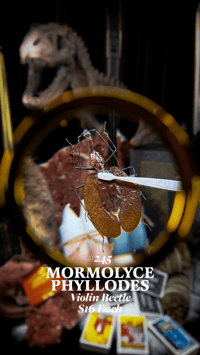 Mormolyce Phyllodes (Violin Beetle)