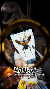 Pacyteria Javana (Yellow Longhorn Beetle) [Spread]