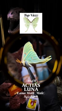 Actias Luna (Luna Moth) [Male]