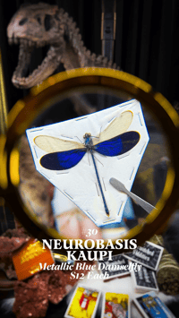 Neurobasis Kaupi (Metallic Blue Damselfly)