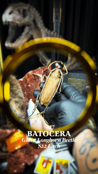 Batocera (Giant Longhorn Beetle)