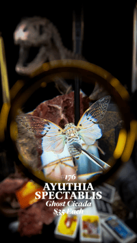 Ayuthia Spectablis (Ghost Cicada)