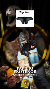 Papilio Protenor (Spangle Swallowtail)
