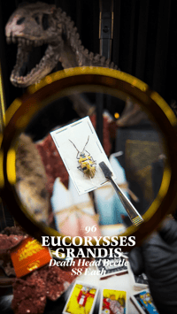 Eucorysses Grandis (Death Head Beetle)