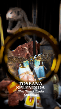 Toseana Splendida (Blue Thai Cicada)