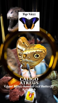 Caligo Atreus (Giant Yellow-Banded Owl Butterfly)