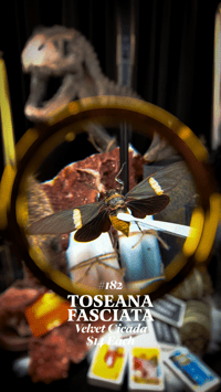 Toseana Fasciata (Velvet Cicada)