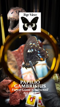 Papilio Gambrisius (Forest Giant Swallowtail)
