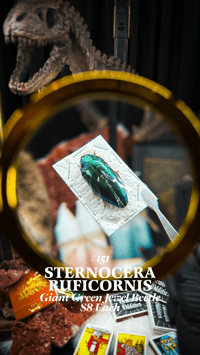 Sternocera Ruficornis (Giant Green Jewel Beetle)