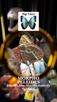 Morpho Peleides (Peleides Blue Morpho Butterfly)