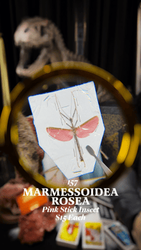 Marmessoidea Rosea (Pink Stick Insect)