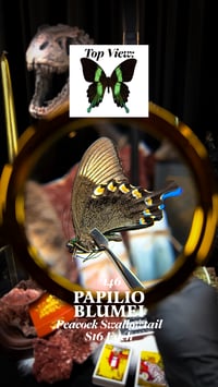 Papilio Blumei (Peacock Swallowtail)