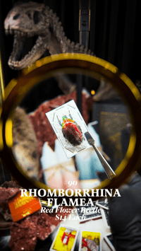 Rhomborrhina Flamea (Red Flower Beetle)