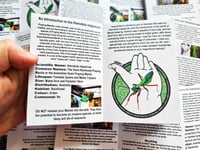 Image 2 of Mini-Zine: Hierodula majuscula Care Guide