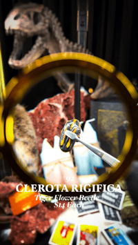 Clerota Rigifica (Tiger Flower Beetle)