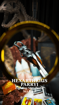 Hexarthrius Parryi (Fighting Stag Beetle)