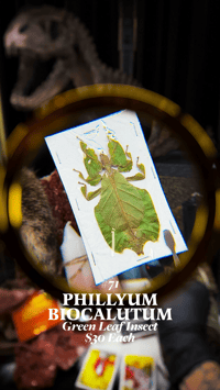 Phyllium Bioculatum (Green Leaf Insect)