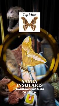 Samia Insularis (Ailanthus Silk Moth)