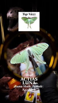 Actias Luna (Luna Moth) [Female]