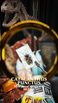 Catacanthus Punctus (Man-faced Shield Bug)
